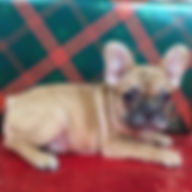 ALL PETS CLUB puppies for sale in CT