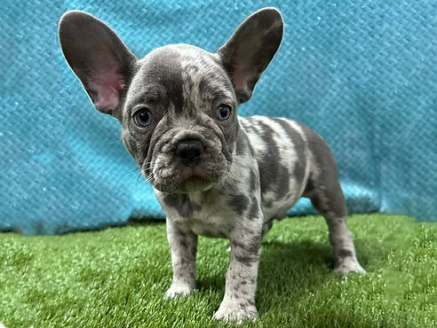 ALL PETS CLUB puppies for sale in CT