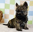 ALL PETS CLUB puppies for sale in CT