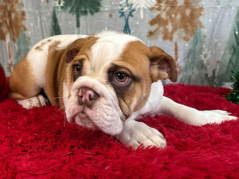 ALL PETS CLUB puppies for sale in CT