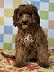 ALL PETS CLUB Travis