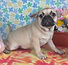 ALL PETS CLUB puppies for sale in CT_edited_edited.png