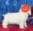 ALL PETS CLUB puppies for sale in CT_edited_edited.png