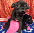 ALL PETS CLUB puppies for sale in CT_edited_edited.png