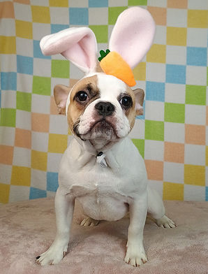 puppy picture
