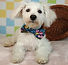 ALL PETS CLUB puppies for sale in CT_edited_edited.png