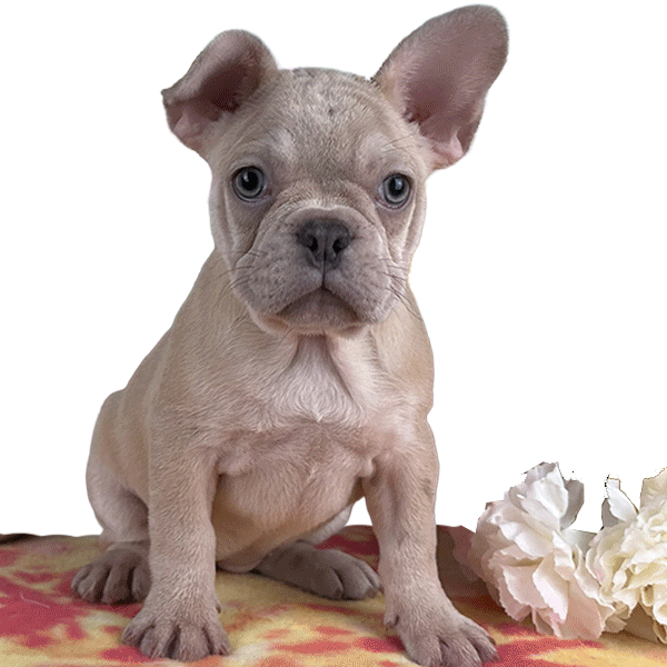 Frenchie-allpetsclub-puppies.gif