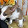 ALL PETS CLUB puppies for sale in CT_edited_edited.png