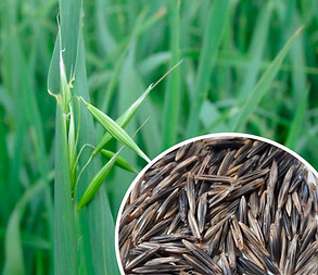 avei preta embrapa.jpg