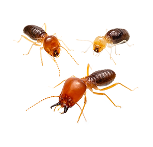 AAA_Syntermes_00.36.55_20abr19.png
