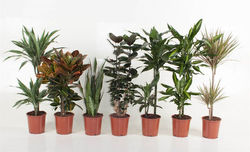 Assortment of Plants