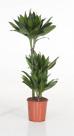 Dracaena Compacta