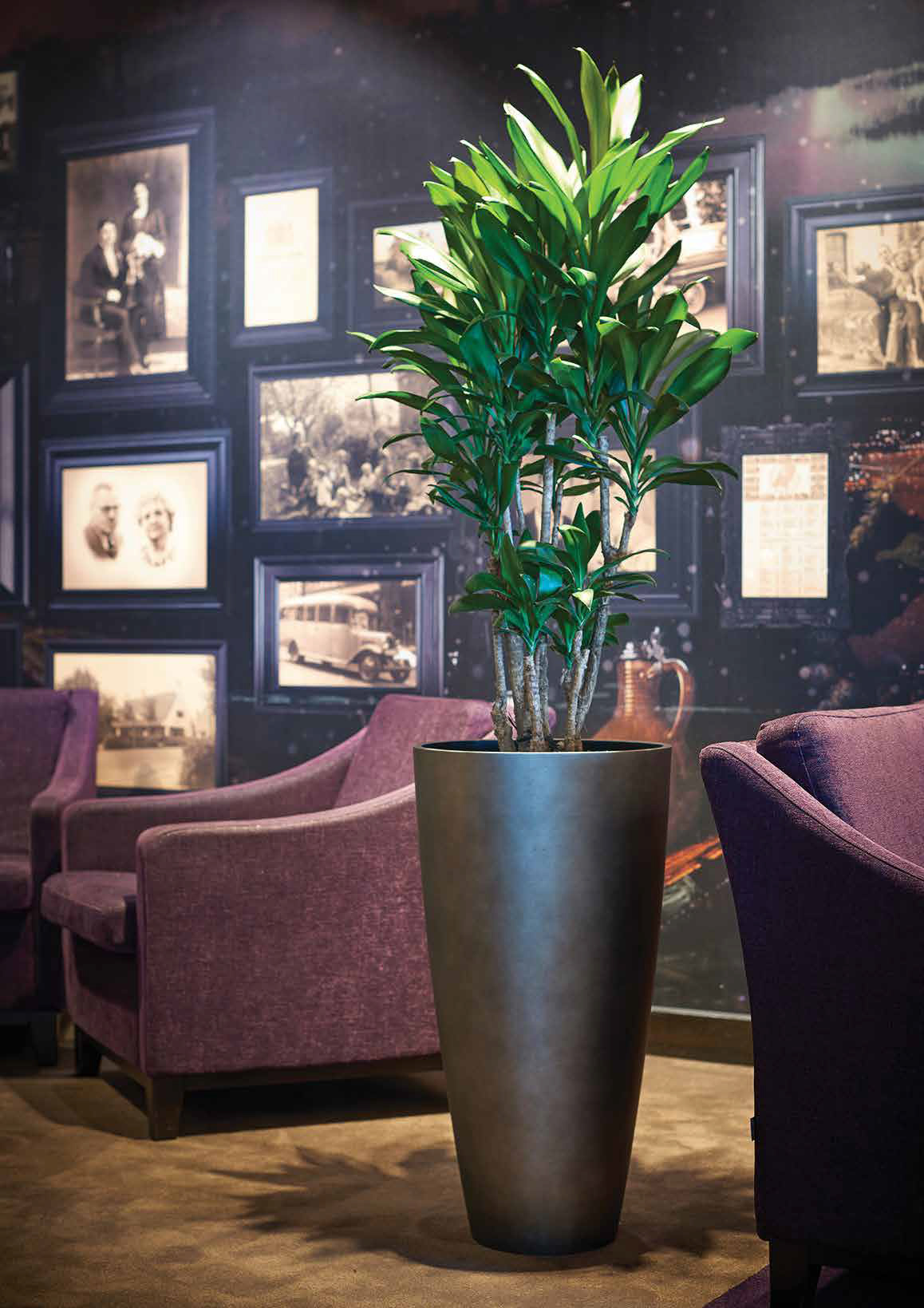 Reception Plants UK Funky Yukka Office Plants