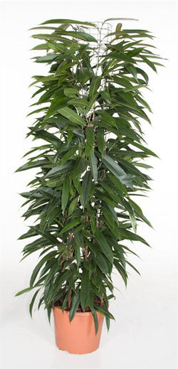 Ficus Amstel King