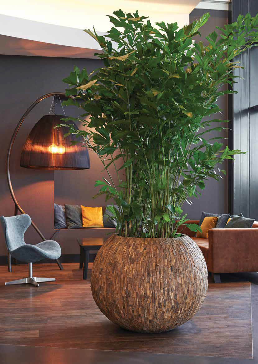 Reception Plants UK Funky Yukka Office Plants