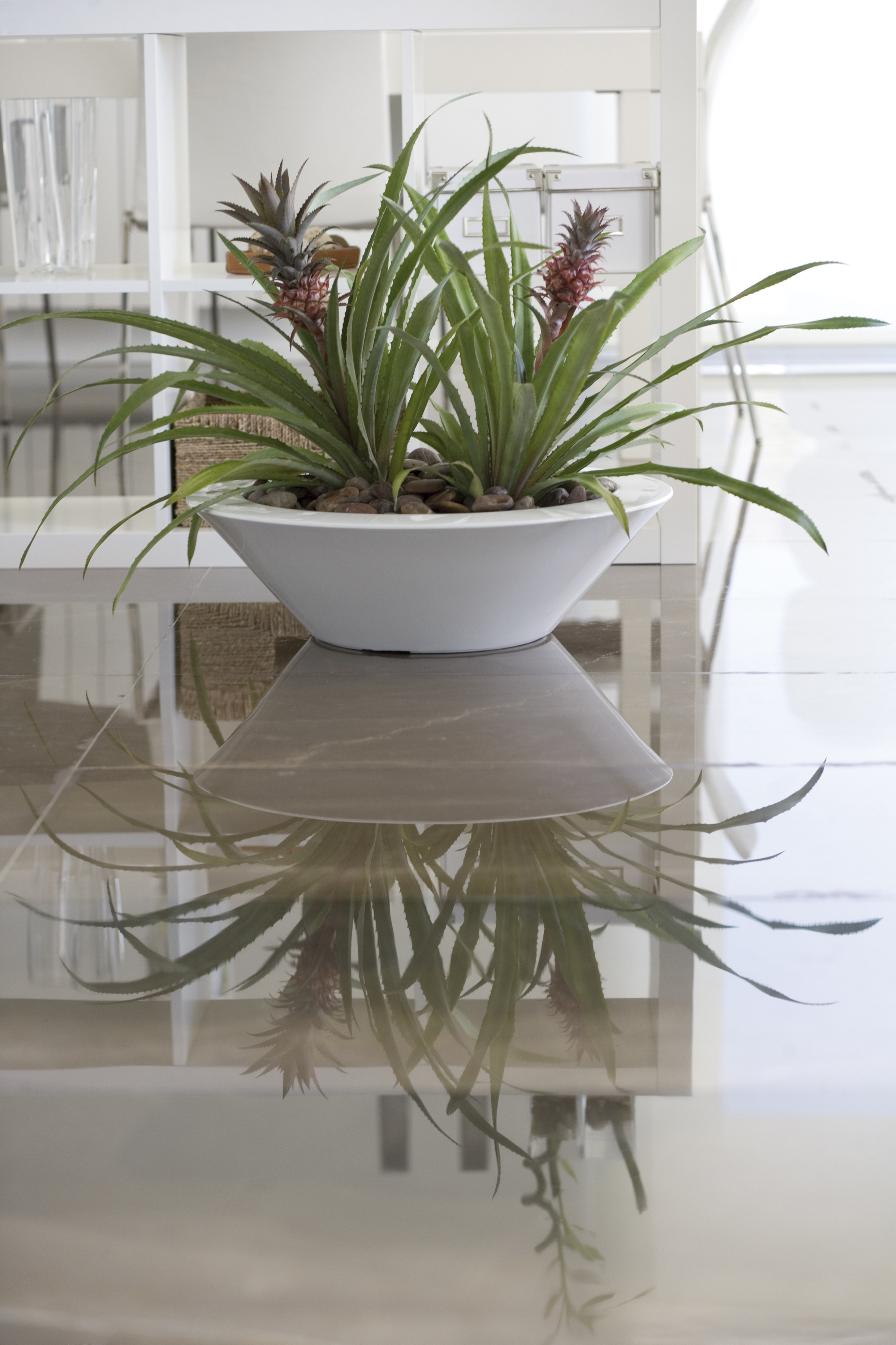 Reception Plants UK Funky Yukka Office Plants