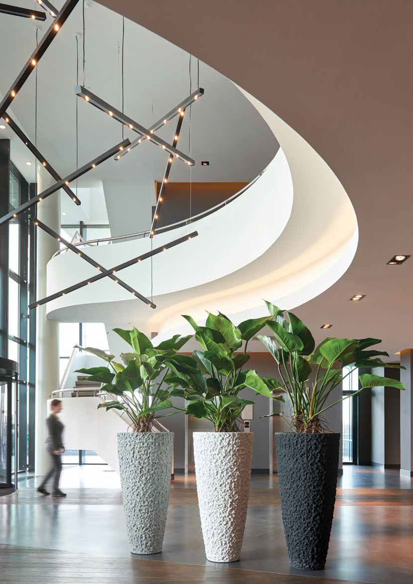 Reception Plants UK Funky Yukka Office Plants