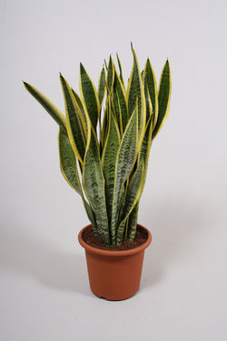 Sansaveria