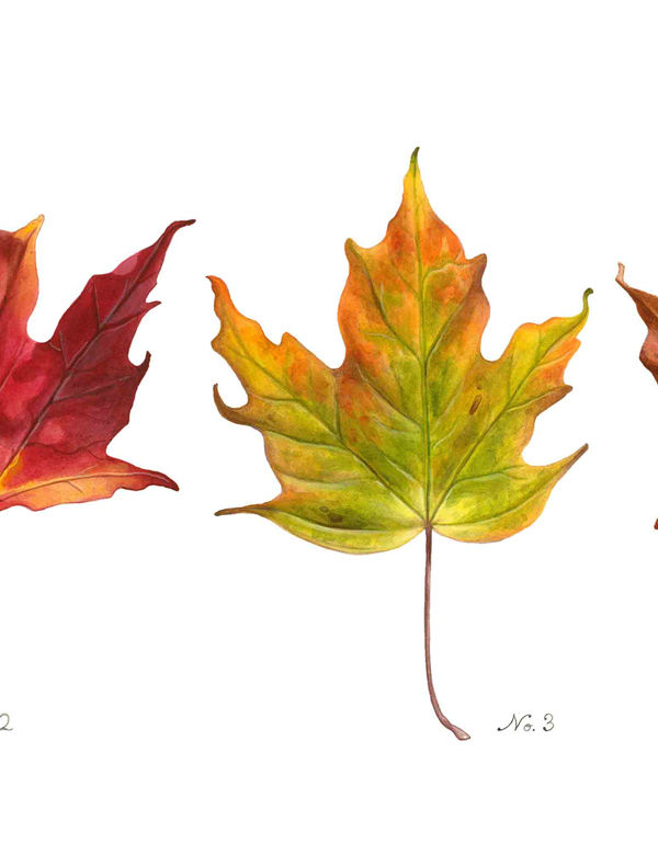 Thumbnail: Maple Leaf Group 6x18"
