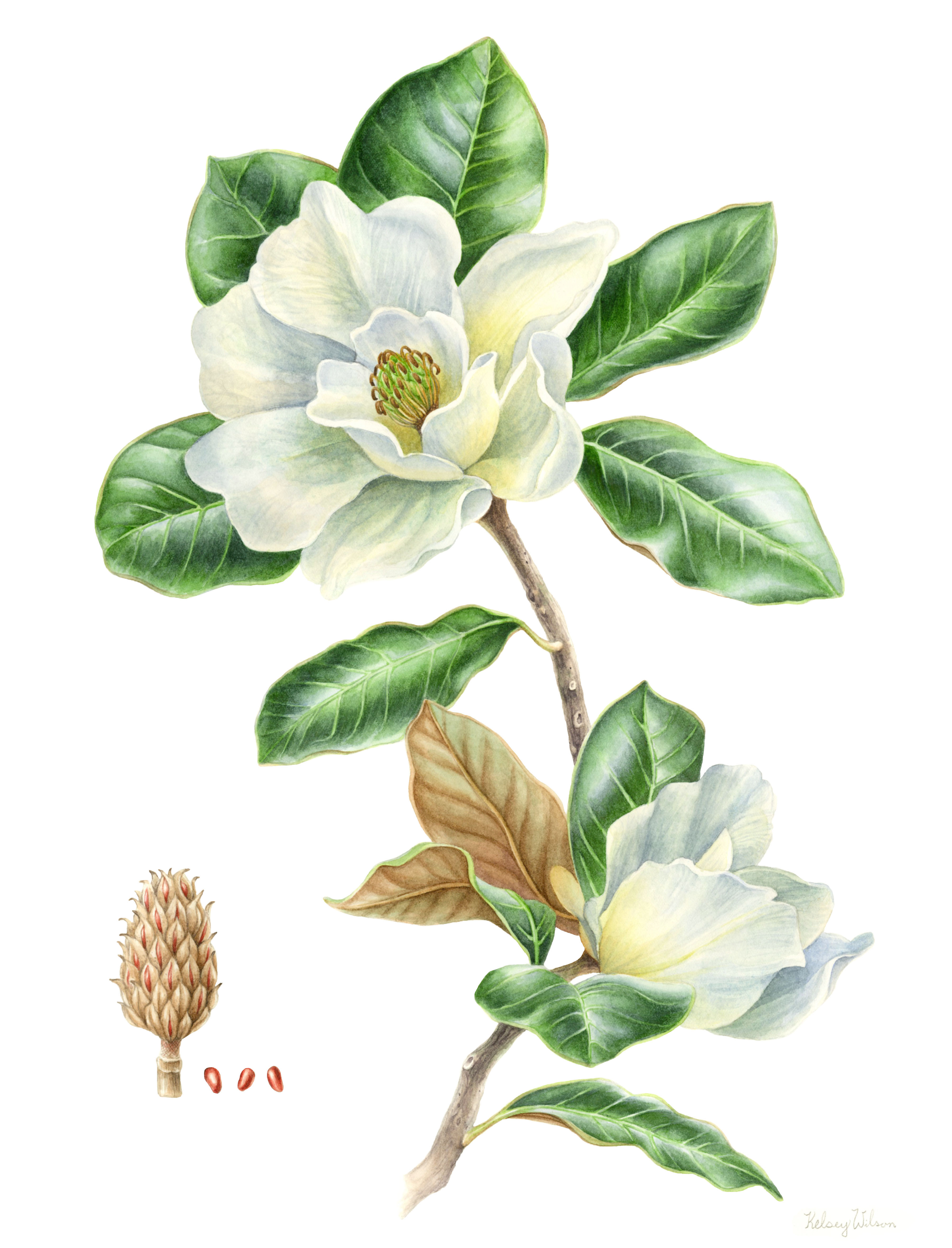 Magnolia 1 - 12x16 Inches