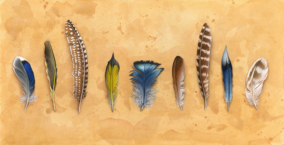 Thumbnail: Midwest Feathers 10x20
