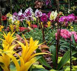 Bromeliads.jfif