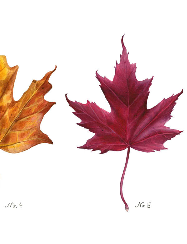 Thumbnail: Maple Leaf Group 6x18"