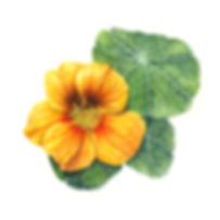 Golden Nasturtium - 4x4 Inches