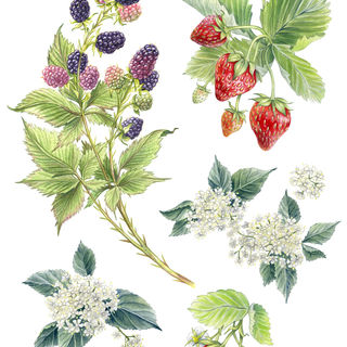 4Botanicals-Spread-1WEB.jpg