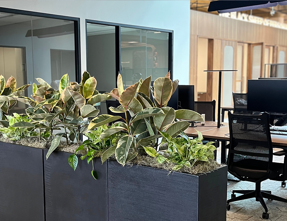 Dollar Shave Club Plants