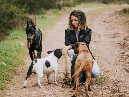 woman at a dog park playing with dogs such as doberman, french bulldog, chihuahua and boxer mix