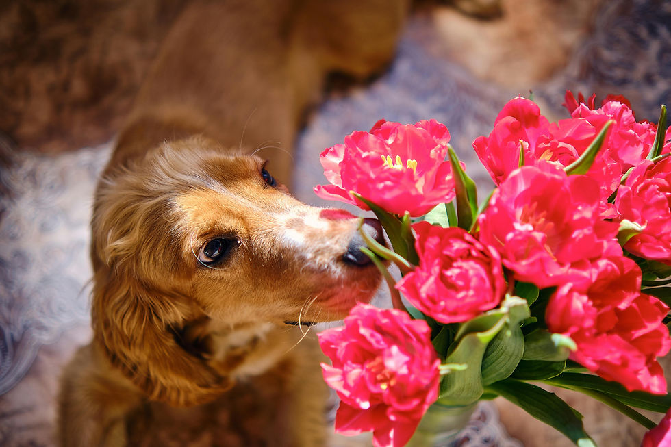 Brown English Cocker Spaniel dog sniffing vibrant pink flowers indoors on a patterned rug, creating a curious and lively scene.