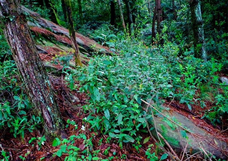 Thumbnail: 2026 Spring Dark Forest Keemun - Light Smoked