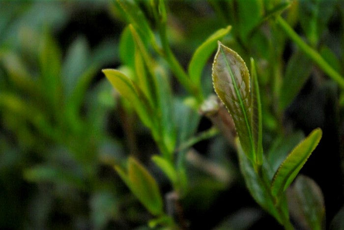 Thumbnail: 2025 Spring Taiwan Four Seasons Spring Oolong - Spring Garden