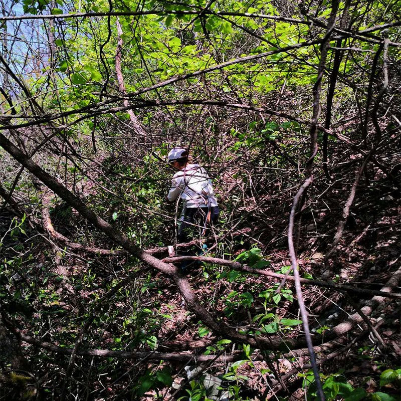 Thumbnail: 2026 Spring Dark Forest Keemun - Light Smoked