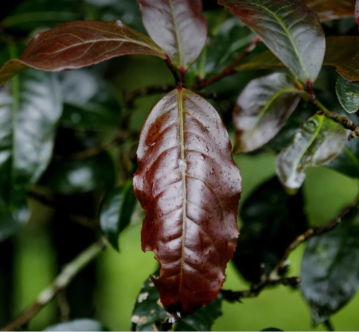 Thumbnail: 2009 Spring Brown Mountain Ancient Tree Purple Bud Ripe Puerh