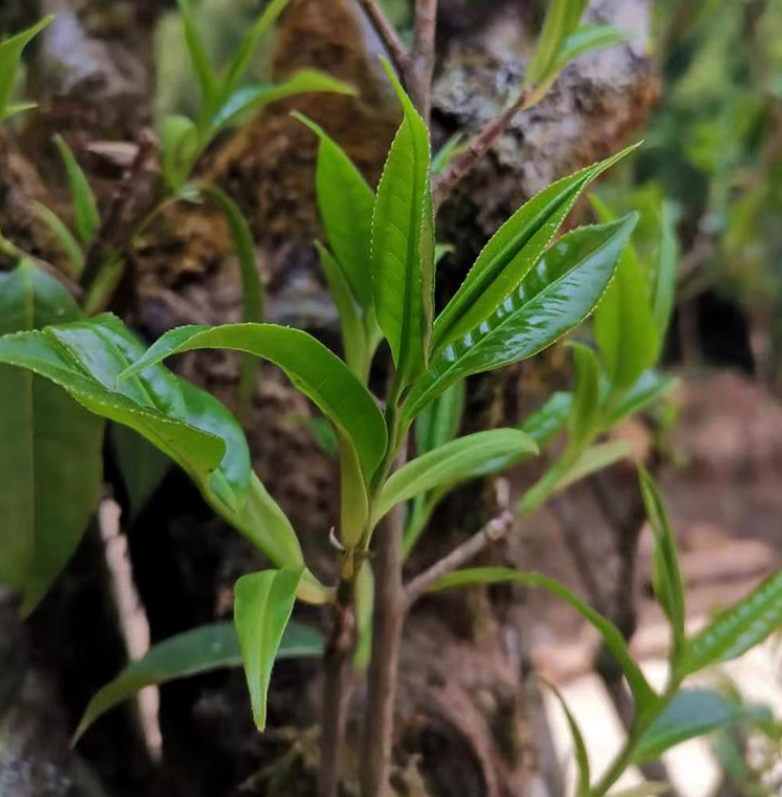 Thumbnail: 2026 Spring Yunnan Luxurious Wild Ancient Tree Black Tea - Red Vine