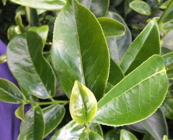 Thumbnail: 2024 Spring Phoenix Mount. Dancong Black Tea - Fire Fox