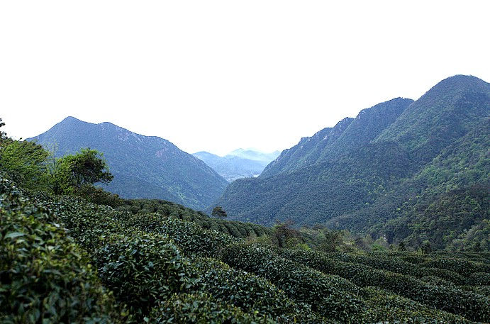 Thumbnail: 2026 Spring Mount. Lu Mist Tea - Lost in the Mist