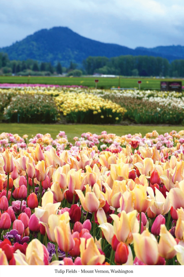 Thumbnail: 100 Days of Gentle Accountability Journal - Pacific NW Version (Digital Version)