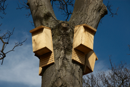 bat-boxes-small.gif