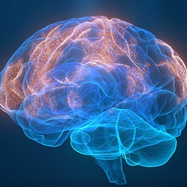 Brain trnasparent.png