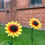 Thumbnail: Pair of Sunflowers
