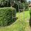 Thumbnail: Verdigris Woodland Arch