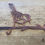 Thumbnail: Blue Tit Metal Bird Feeder Hanger Screw 