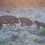 Thumbnail: Family of 3 Pig Stakes