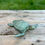 Thumbnail: Cast Iron Turquoise Turtle Key Hider