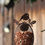 Thumbnail: Robin Oval Hanging Bird Feeder 