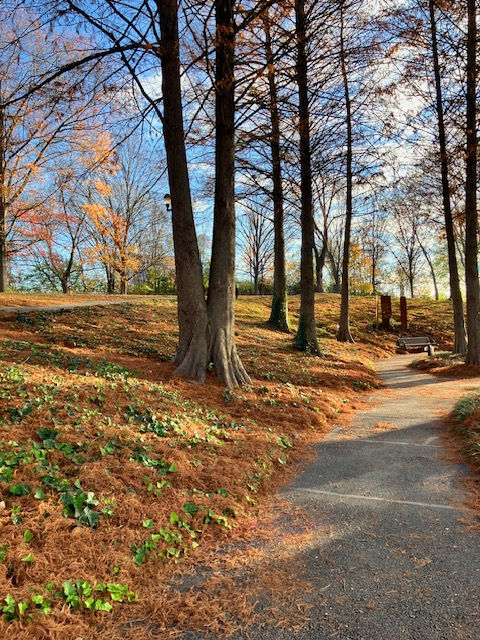 tree lined path walk