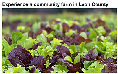 Experinece%20and%20Community%20Farm%20in
